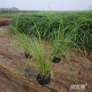 高度80厘米紫穗狼尾草