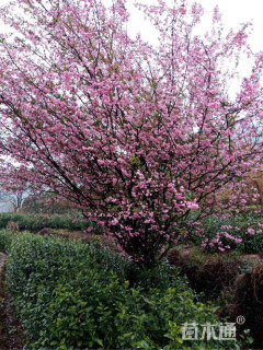 15公分垂丝海棠