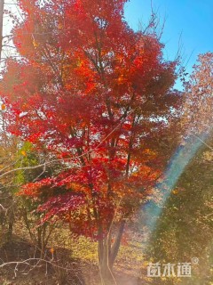 高度600厘米丛生鸡爪槭