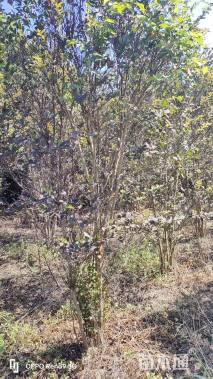 高度300厘米丛生紫薇