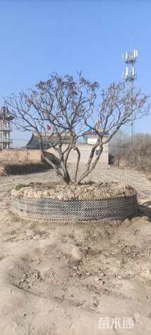 高度2500厘米牡丹