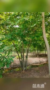 8公分丛生榉树