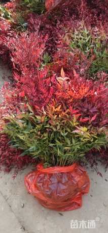 高度30厘米南天竹