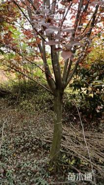 高度450厘米密枝红叶李