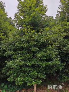 30公分金丝楠木