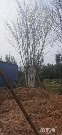 高度1000厘米丛生元宝枫