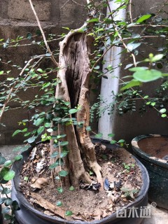 高度700厘米博兰