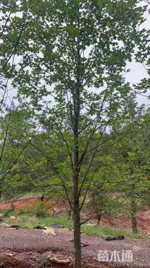 14公分北美鹅掌楸