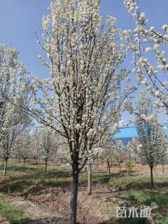 15公分彩叶豆梨