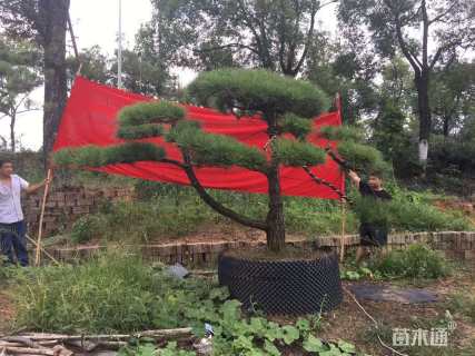 高度300厘米黑松