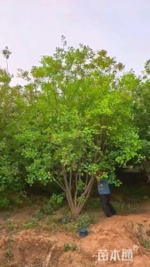 高度450厘米丛生黄栌