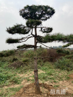 15公分造型油松