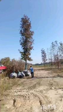 15公分北美枫香