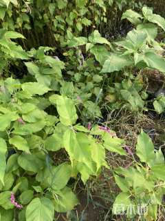 高度25厘米红蓼