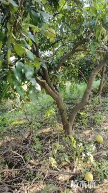 18公分丛生香泡