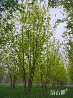 45公分金叶复叶槭