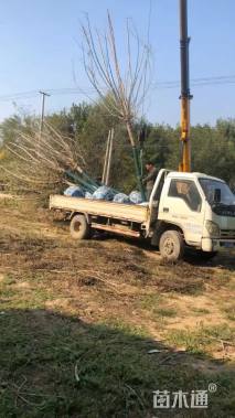 6公分金叶复叶槭