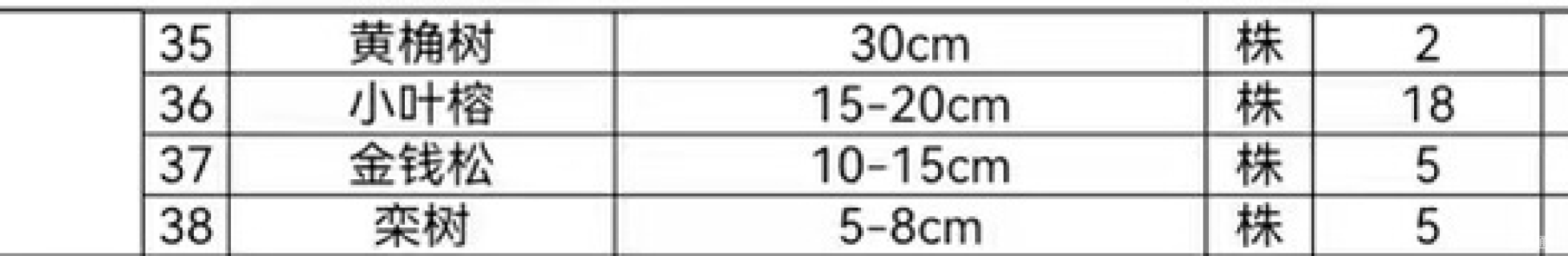 12公分(150杆)丛生蓝花楹