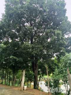 65公分朴树