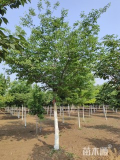 15公分染井吉野樱