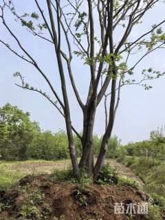70公分朴树