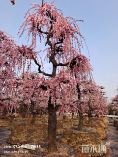 高度410厘米垂梅