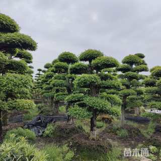 30公分造型榔榆