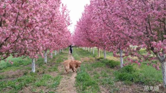 16公分绚丽海棠