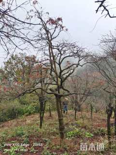 高度200厘米羽毛枫