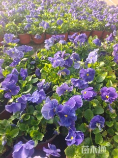 高度10厘米三色堇