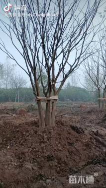 60公分丛生朴树