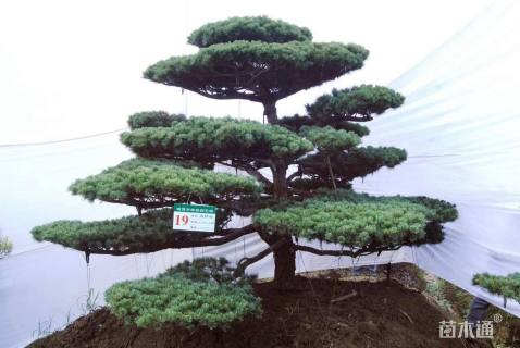 300厘米造型五针松