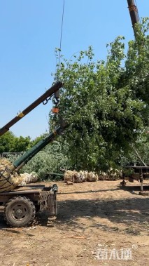 12公分美国红枫