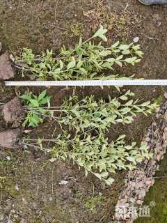 高度50厘米金边黄杨