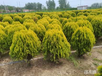 冠幅80厘米洒金柏球