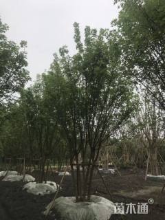 高度500厘米丛生元宝枫