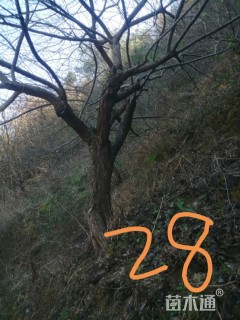 19公分骨里红梅