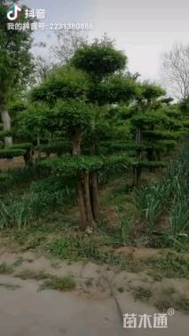 12公分对节白蜡