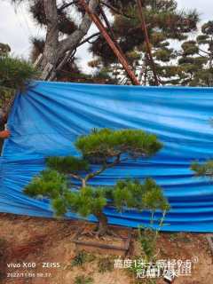 10公分造型赤松