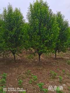 10公分龙柱碧桃