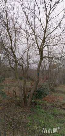 20公分(5杆)丛生乌桕