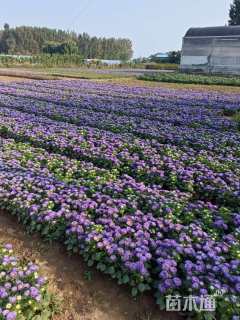 高度20厘米翠菊