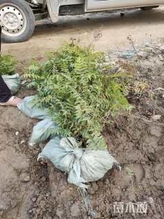 高度40厘米珍珠梅