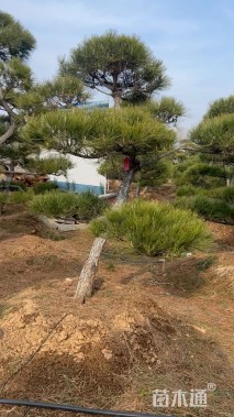 20公分造型黑松