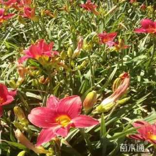 高度20厘米红宝石萱草