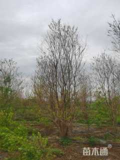 20公分(7杆)丛生乌桕