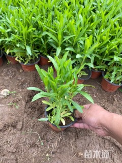 高度20厘米假龙头