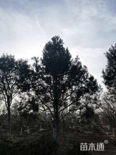 高度600厘米白皮松