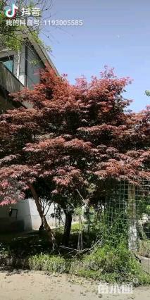 10公分日本红枫