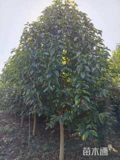 11公分二乔玉兰